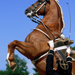 L équitation de tradition française, reconnue patrimoine mondial immatériel par l’UNESCO