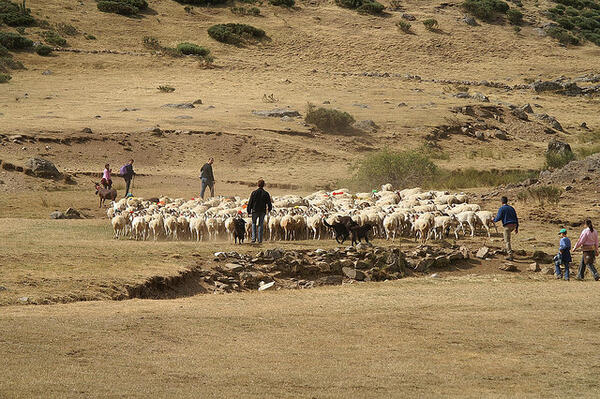 Troupeau de mouton dans le parc naturel des Cévènes / Flickr CC : mpix46