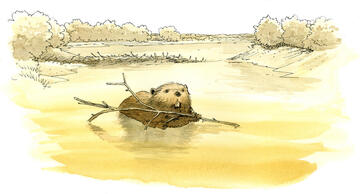 Un castor dans la Loire tenant une branche dans ses pattes pour contruire le barrage que l on aperçoit derrière lui.