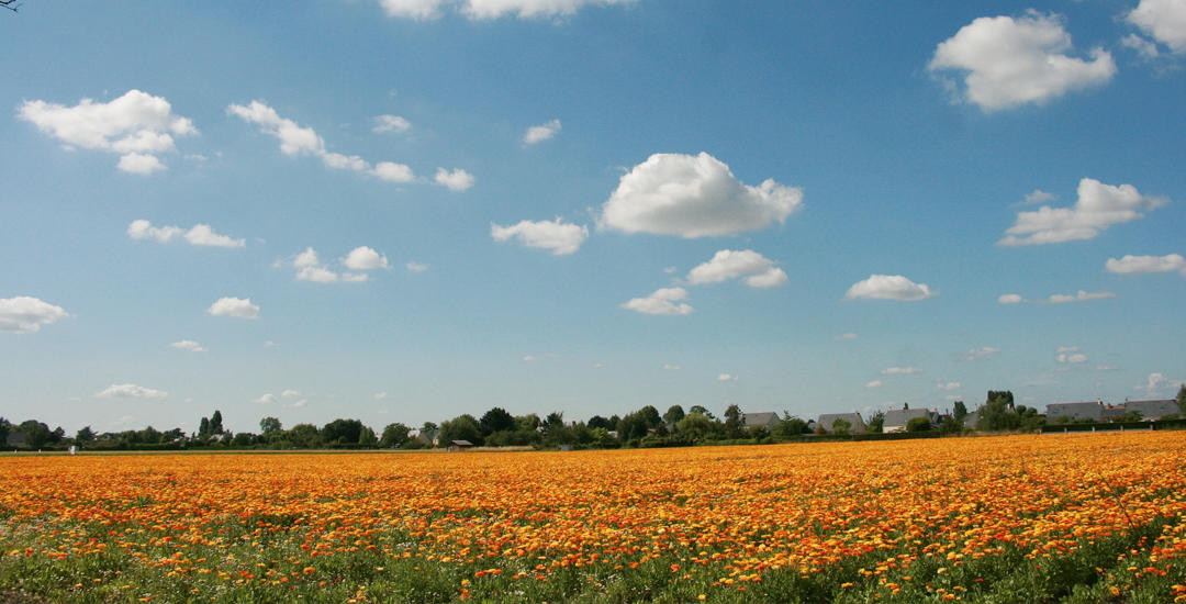 Les champs de fleurs - - Val de Loire patrimoine mondial - 28634