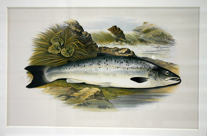 Jeune saumon, estampe d’Alexander Francis Lyndon, entre 1850 et 1917 © Musée de la Loire, Ville de Cosne-Cours-sur-Loire / Service des musées de France, 2015, COATPS 1023.8